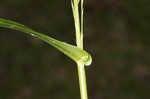 Savannah-panicgrass